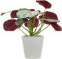 I.GE.A. Kunstplant Künstliche Pflanze Begonie im Topf Begonienbusch Blattpflanze (2 stuks) - Thumbnail 2