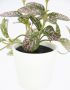 I.GE.A. Kunstplant Künstliche Zimmerpflanze mini Aucuba im Topf Pflanze (2 stuks) - Thumbnail 2