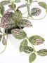 I.GE.A. Kunstplant Künstliche Zimmerpflanze mini Aucuba im Topf Pflanze (2 stuks) - Thumbnail 3