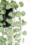 I.GE.A. Kunstplant Kunstpflanze Leuchterblume Hängende Pflanzen künstlich (1 stuk) - Thumbnail 4