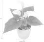 I.GE.A. Kunstplant Mini calla (set 3 stuks) - Thumbnail 3