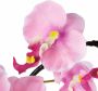 I.GE.A. Kunstplant Orchidee (1 stuk) - Thumbnail 4