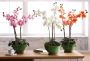 I.GE.A. Kunstplant Orchidee (1 stuk) - Thumbnail 5