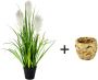 I.GE.A. Kunstplant Pampasgras Met overpot kunstmatig pampasgras - Thumbnail 2