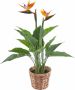 I.GE.A. Kunstplant Paradijsvogelplant in pot van waterhyacint (1 stuk) - Thumbnail 2