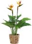 I.GE.A. Kunstplant Paradijsvogelplant in pot van waterhyacint (1 stuk) - Thumbnail 3