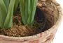 I.GE.A. Kunstplant Paradijsvogelplant in pot van waterhyacint (1 stuk) - Thumbnail 5