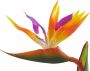 I.GE.A. Kunstplant Paradijsvogelplant in pot van waterhyacint (1 stuk) - Thumbnail 7