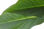I.GE.A. Kunstplant Paradijsvogelplant in pot van waterhyacint (1 stuk) - Thumbnail 8