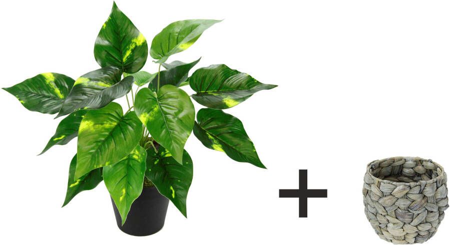 I.GE.A. Kunstplant Pothos plant in waterhyacint pot (1 stuk)