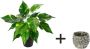 I.GE.A. Kunstplant Pothos plant in waterhyacint pot (1 stuk) - Thumbnail 5