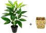 I.GE.A. Kunstplant Schefflera - Thumbnail 2