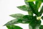 I.GE.A. Kunstplant Schefflera - Thumbnail 3