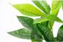 I.GE.A. Kunstplant Schefflera Met overpot kunstmatige zijdebloemen - Thumbnail 2