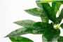 I.GE.A. Kunstplant Schefflera Met overpot kunstmatige zijdebloemen - Thumbnail 3