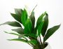 I.GE.A. Kunstplant Spathiphyllum (1 stuk) - Thumbnail 2