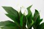 I.GE.A. Kunstplant Spathiphyllum (1 stuk) - Thumbnail 3