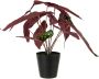 I.GE.A. Kunstplant Begoniastruik - Thumbnail 2