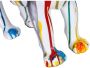 Kayoom Decoratief figuur Chihuahua 120 (1 stuk) - Thumbnail 5