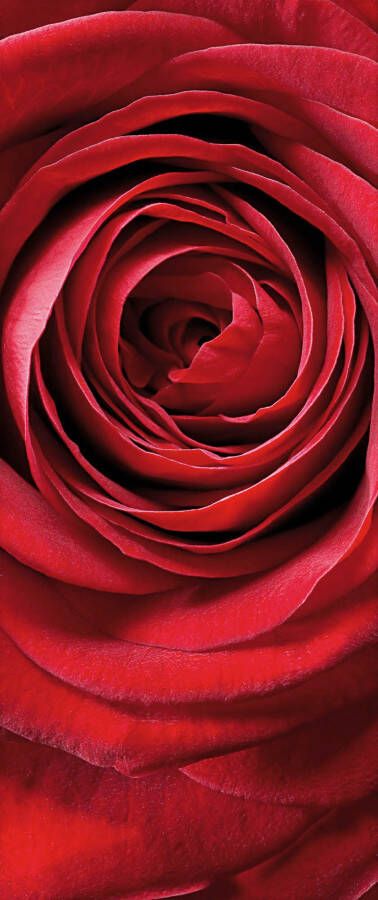 Komar Fotobehang Red Rose grootte 97 x 220 cm (1 stuk)