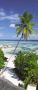 Komar Fotobehang Palmtree grootte 97 x 220 cm (1 stuk) - Thumbnail 2