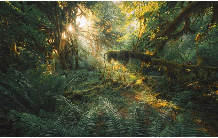 Komar Fotobehang Digitale print vlies Hall of Mosses Afmeting 400 x 250 cm (1 stuk)