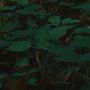 Komar Fotobehang Digitale print vlies Hall of Mosses Afmeting 400 x 250 cm (1 stuk) - Thumbnail 4