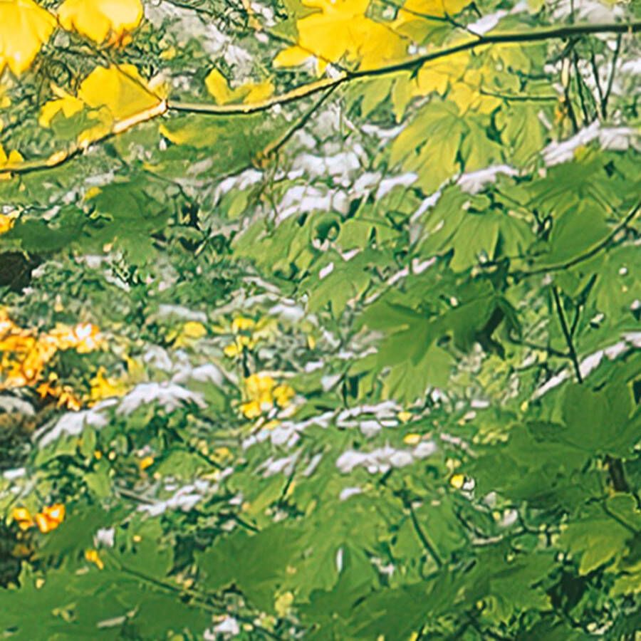 Komar Fotobehang Digitale print vlies Hall of Mosses Afmeting 400 x 250 cm (1 stuk)