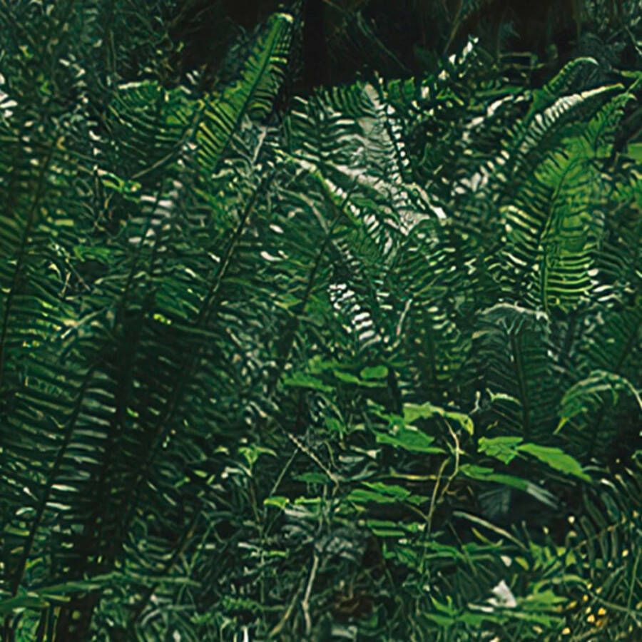 Komar Fotobehang Digitale print vlies Hall of Mosses Afmeting 400 x 250 cm (1 stuk)