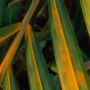 Komar Fotobehang Vlies Fototapete Amazon Fern Größe 400 x 250 cm (1 stuk) - Thumbnail 5