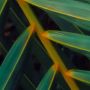 Komar Fotobehang Vlies Fototapete Amazon Fern Größe 400 x 250 cm (1 stuk) - Thumbnail 6