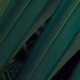 Komar Fotobehang Vlies Fototapete Amazon Fern Größe 400 x 250 cm (1 stuk) - Thumbnail 8