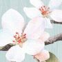 Komar Fotobehang Vlies fotobehang Apple Blossom grootte 300 x 250 cm (1 stuk) - Thumbnail 8