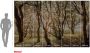 Komar Fotobehang Vlies Fototapete Bold Birch Größe 400 x 250 cm (set 1 stuk) - Thumbnail 7