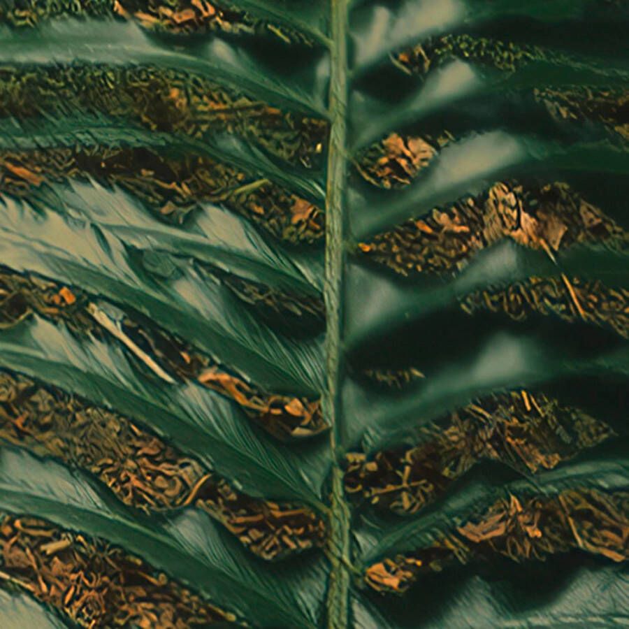 Komar Fotobehang Vlies Fototapete Hall of Mosses Größe 400 x 250 cm (1 stuk)