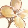 Komar Fotobehang Vlies Fototapete Vintage Chrysanthemum Größe 200 x 250 cm (1 stuk) - Thumbnail 4