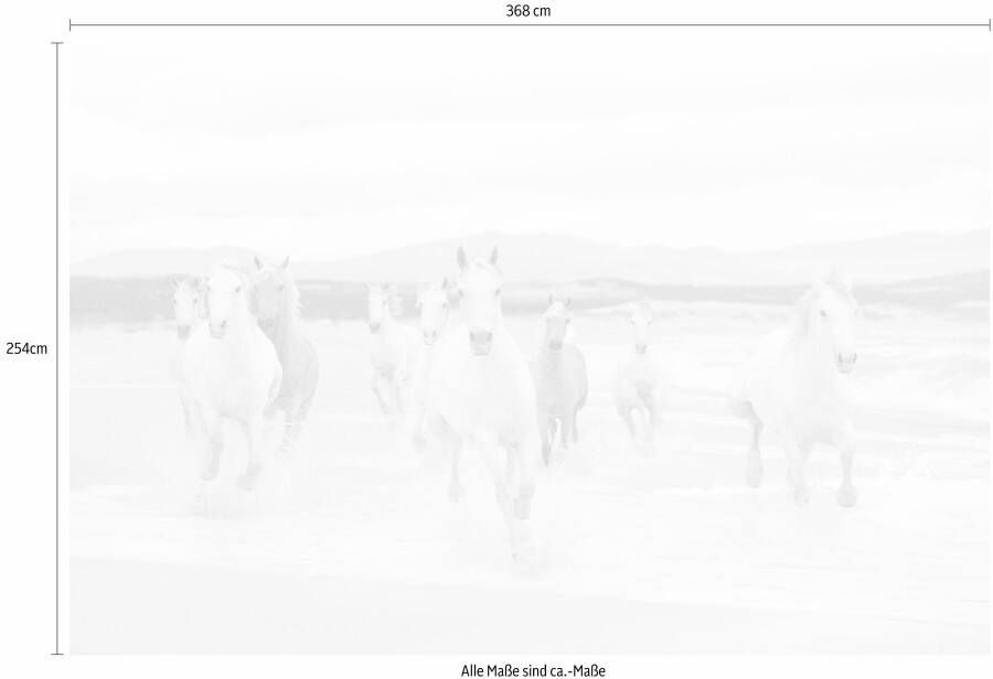 Komar Fotobehang White Horses 368x254 cm (breedte x hoogte) inclusief pasta (set)
