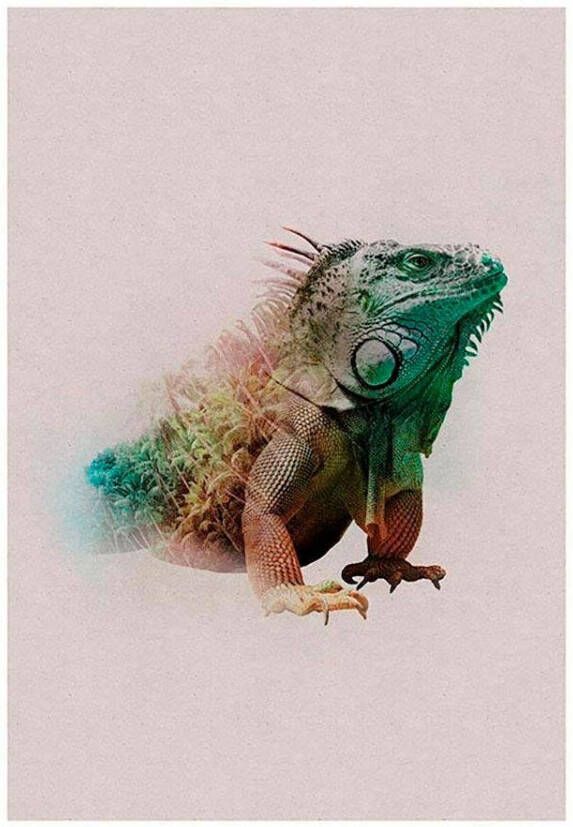 Komar Poster Animals Paradise Iguana Kinderkamer slaapkamer woonkamer