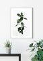 Komar Poster Ficus Branch Kinderkamer slaapkamer woonkamer - Thumbnail 2