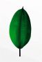 Komar Poster Ficus Leaf Kinderkamer slaapkamer woonkamer - Thumbnail 7