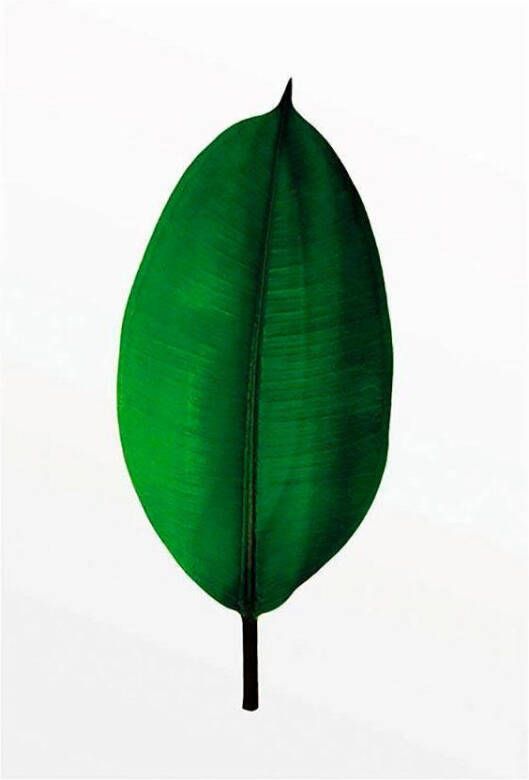 Komar Poster Ficus Leaf Kinderkamer slaapkamer woonkamer