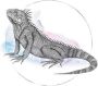 Komar Wanddecoratie Iguana Watercolor Wanddecoratie zonder lijst (1 stuk) - Thumbnail 5