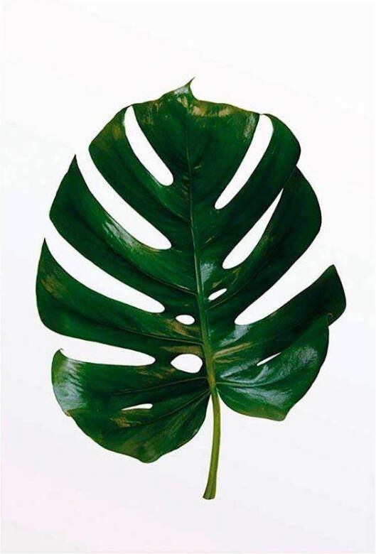 Komar Poster Monstera Leaf Kinderkamer slaapkamer woonkamer