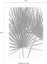 Komar Poster Palmtree Leaves Kinderkamer slaapkamer woonkamer - Thumbnail 8