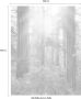 Komar Redwood Vlies Fotobehang 200x250cm 2-banen - Thumbnail 4