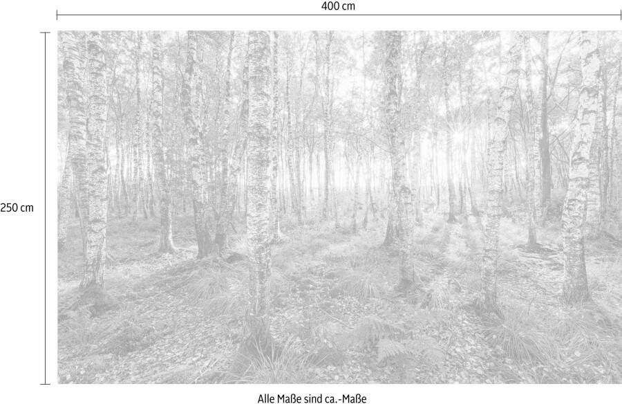 Komar Vliesbehang Birch Trees (1 stuk)