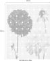 Komar Flowers and Dots Vlies Fotobehang 200x250cm 2-banen - Thumbnail 4