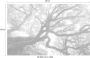 Komar The Forgotten Forest Vlies Fotobehang 400x250cm 4-banen - Thumbnail 4
