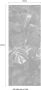 Komar Tropical Wall Vlies Fotobehang 100x250cm 1-baan - Thumbnail 4