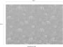 Komar Vliesbehang Tulp 400x280 cm (breedte x hoogte) - Thumbnail 5